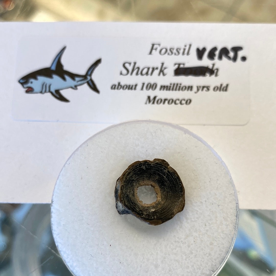 Cool Fossil Special!