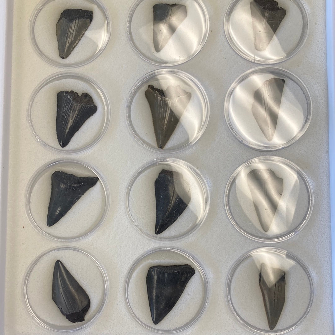 Cool Fossil Special!