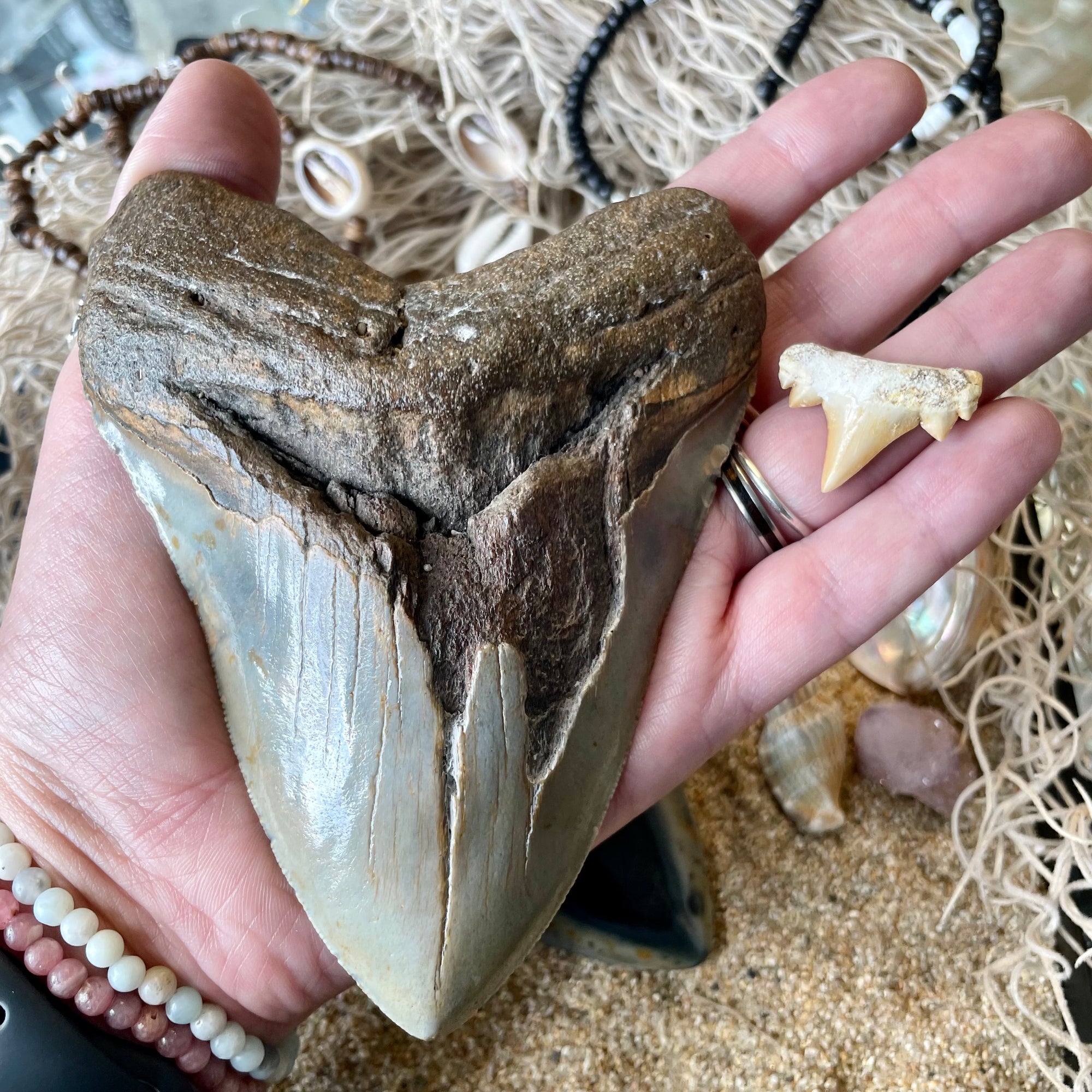 Megalodon Tooth Natural Fossil
