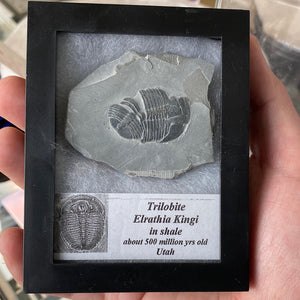 Natural Trilobite Fossil on Shale