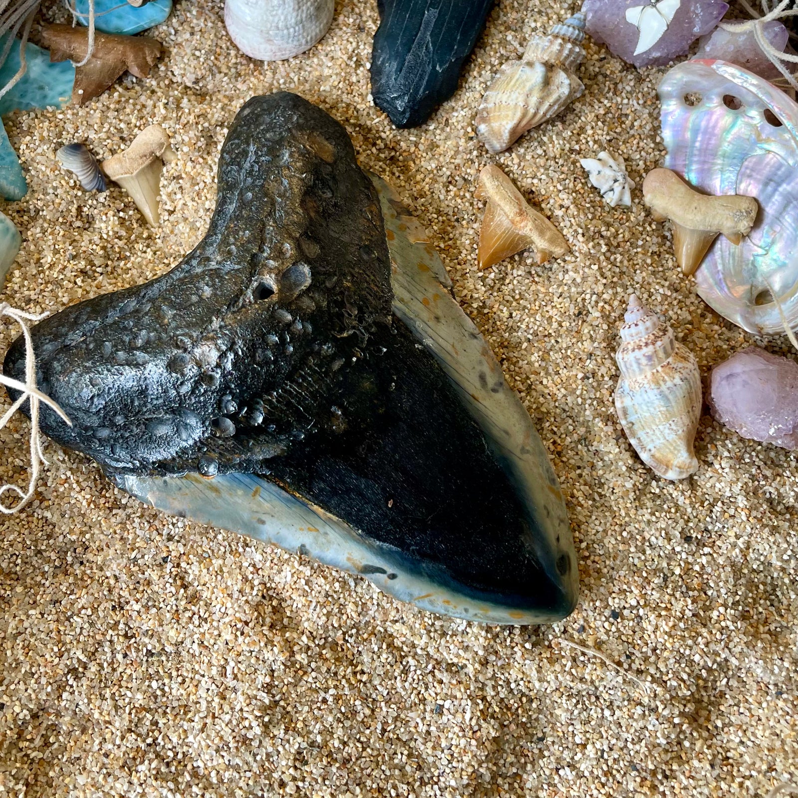 Megalodon Tooth Natural Fossil
