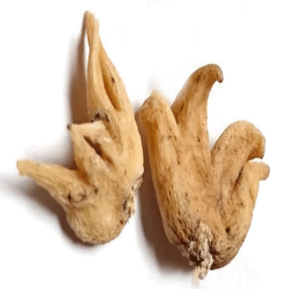 Lucky Hand Root (Hand of Power): Luck, Money & Success
