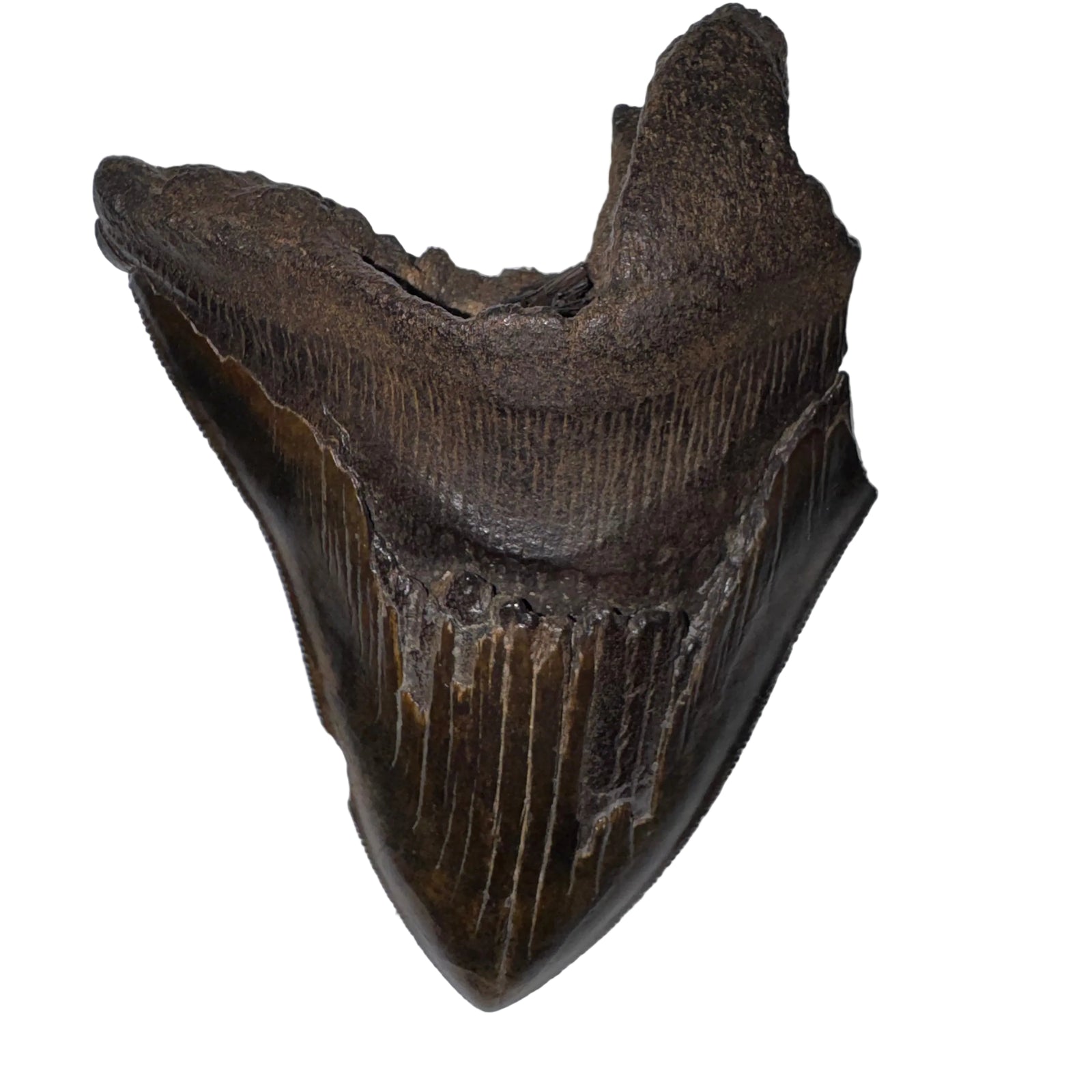 Megalodon Tooth Natural Fossil