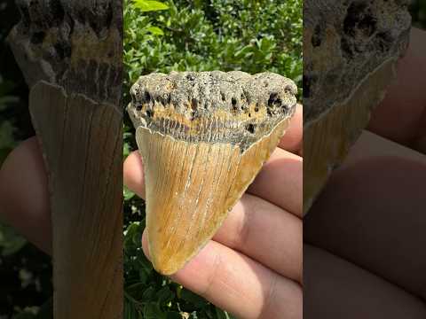 Megalodon Tooth Natural Fossil
