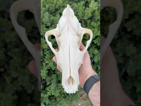 Real Alaskan Grey Wolf Skull | Canis Lupus Carrion Specimen – 10.5”