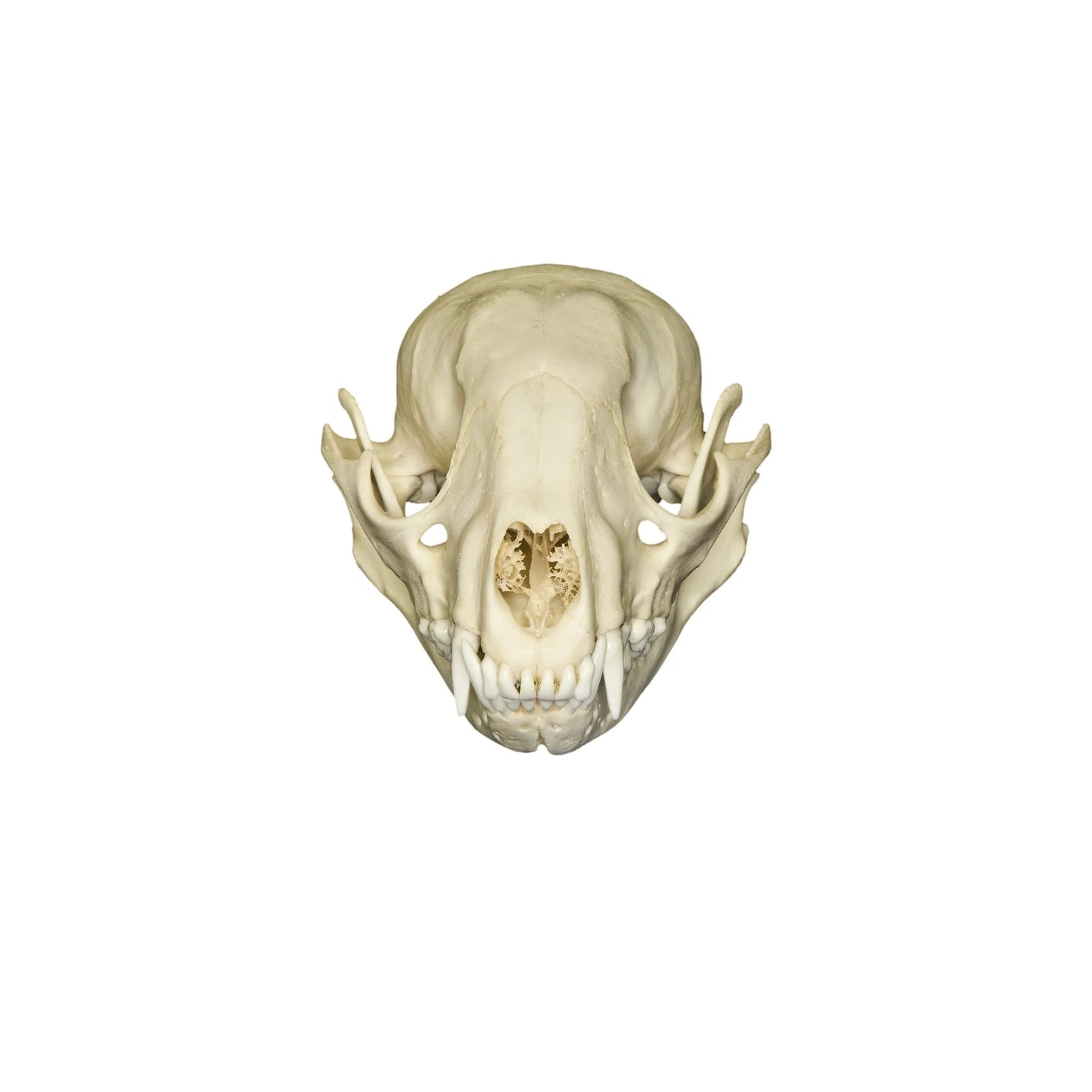 Real Raccoon Skull