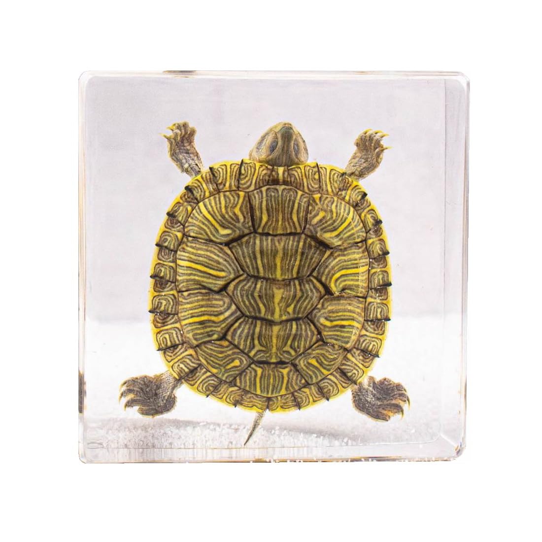 Real Preserved Insects & Marine Creatures in Resin – Educational Nature Displays | Authentic Specimens