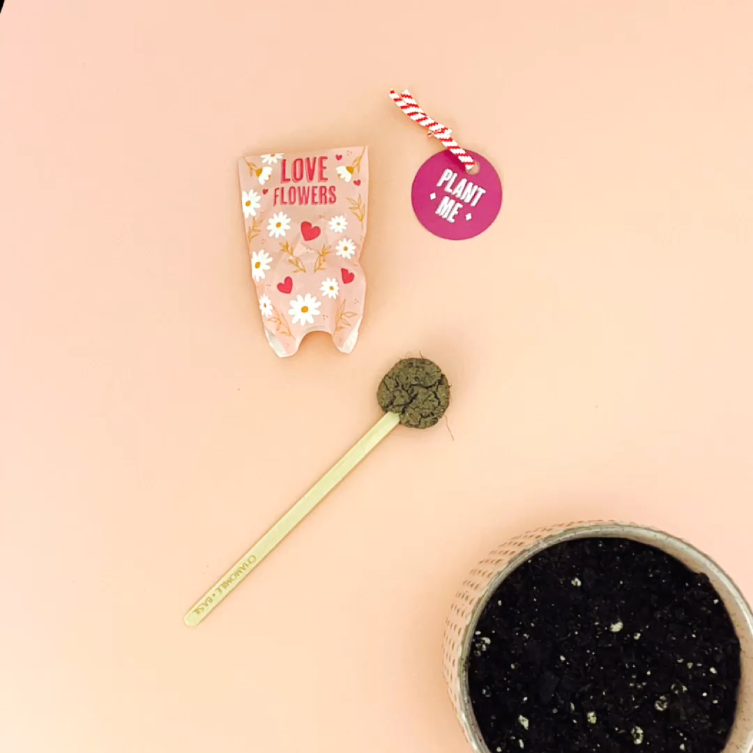 Garden + Gift Seed Planting Pops - Choose from 3 Styles