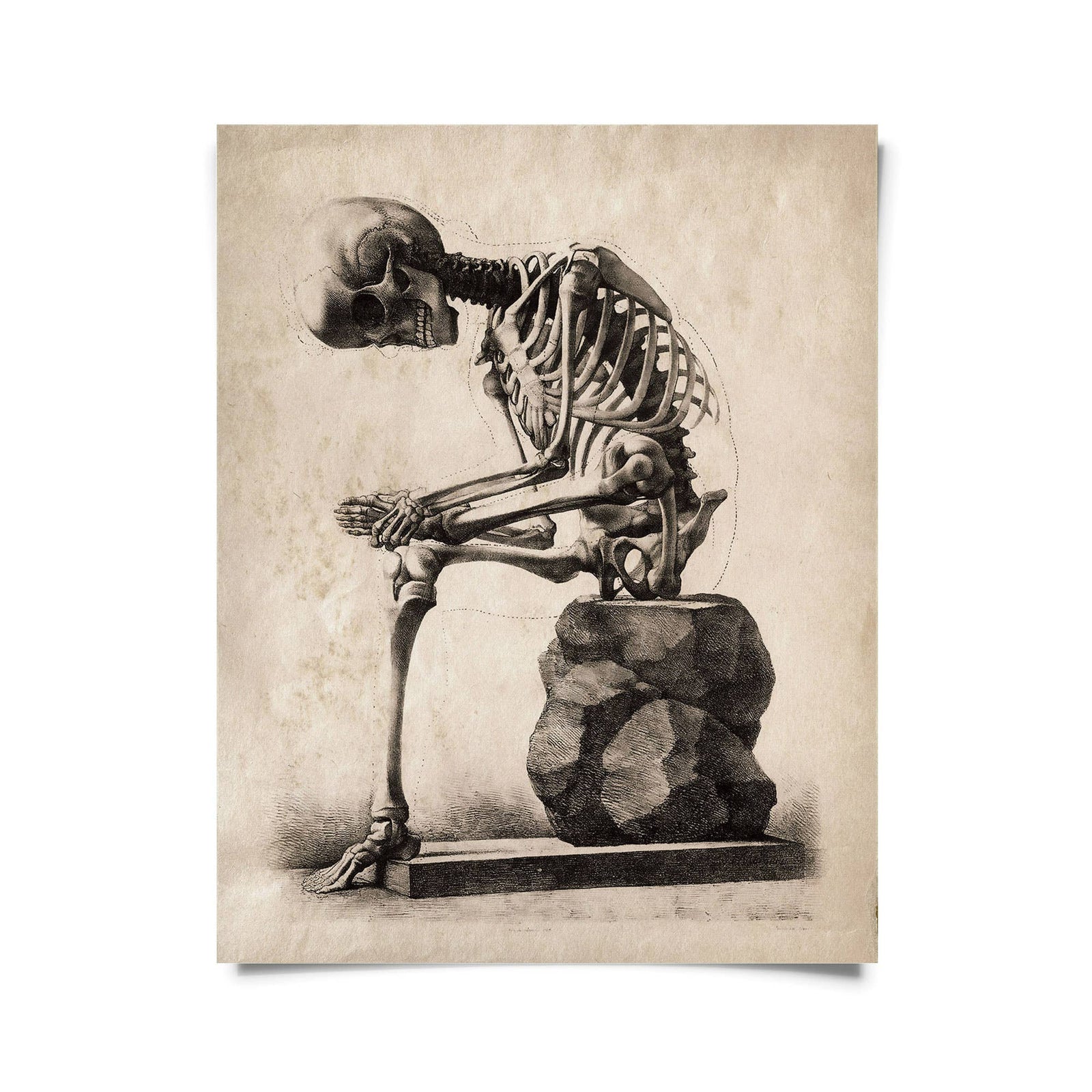 Vintage Anatomy Sitting Skeleton Print