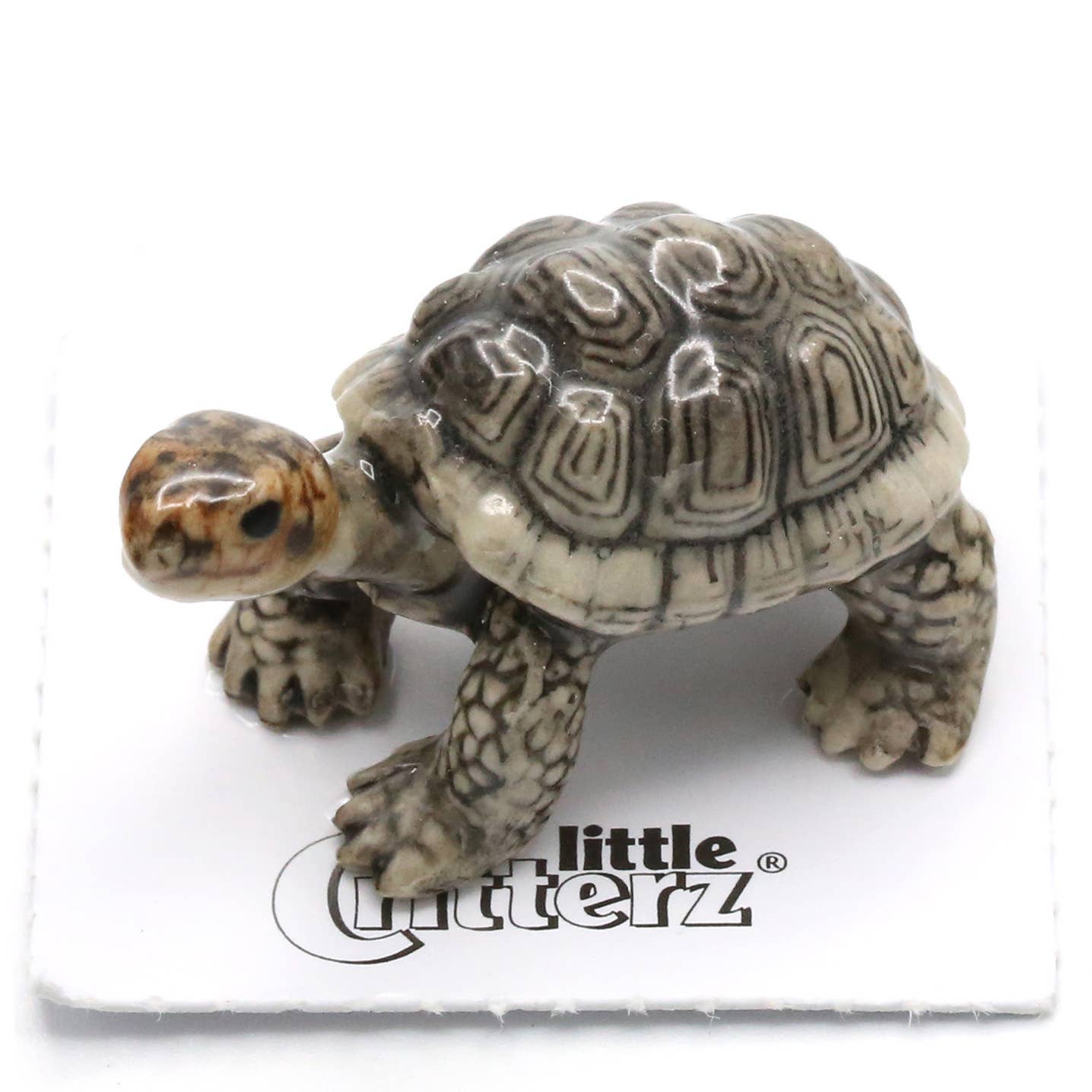 Darwin Galapagos Tortoise Porcelain Miniature