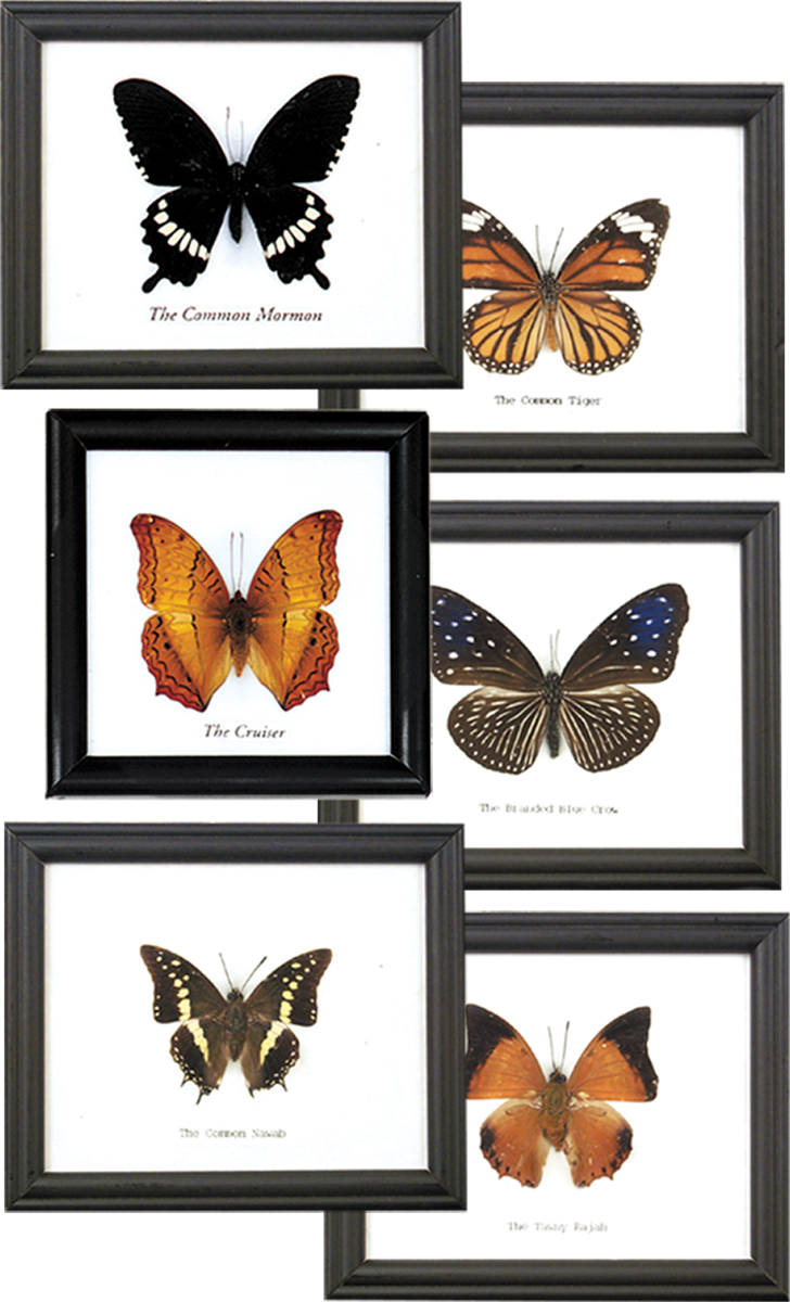 Single Butterfly Framed Specimen