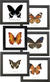 Single Butterfly Framed Specimen