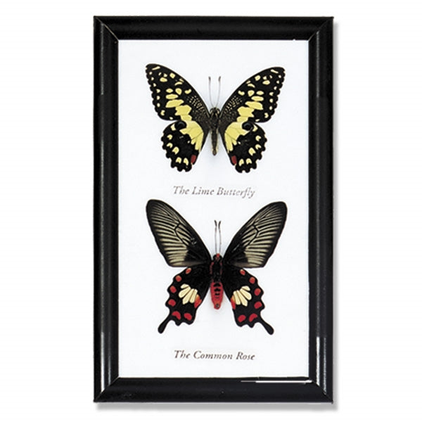 Double Butterfly Framed Specimens