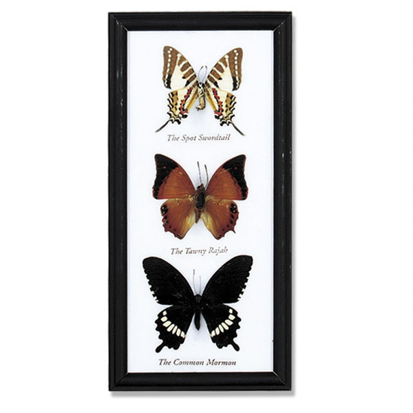Triple Butterfly Specimen Frame