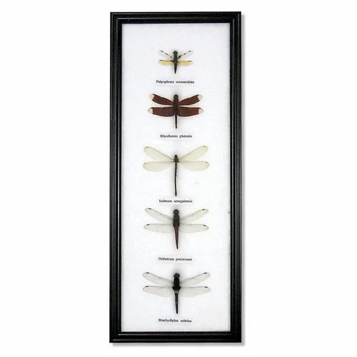 Dragonfly Specimens on Cotton Backed Wooden Frame