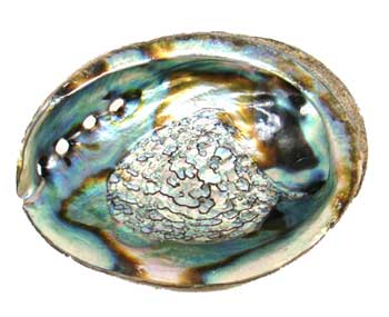 Abalone Shell for Smudging and Crystals