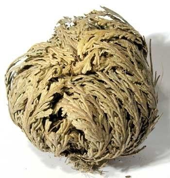 The Rose of Jericho Flower