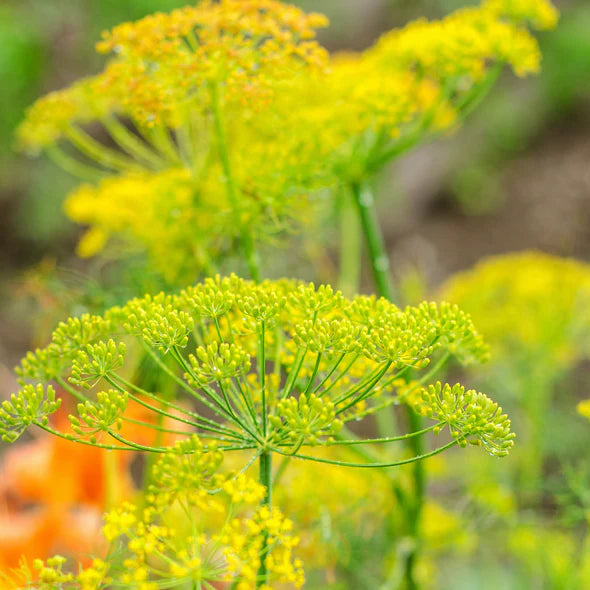 Bouquet Dill Tarot Seed Packet