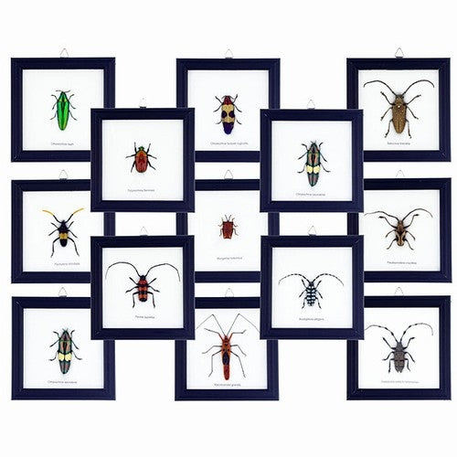 Single Insect Framed Specimen