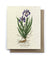Iris Botanical Greeting Cards - Plantable Seed Paper