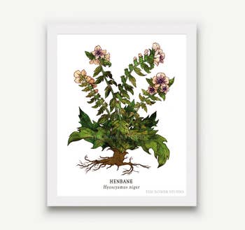 Henbane Botanical Print - 5 x 7