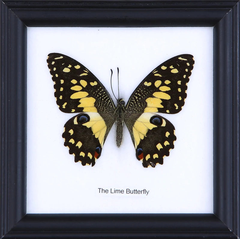 Single Butterfly Framed Specimen