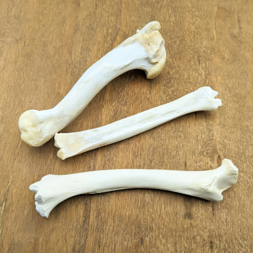 Claws, Jaws, and Such