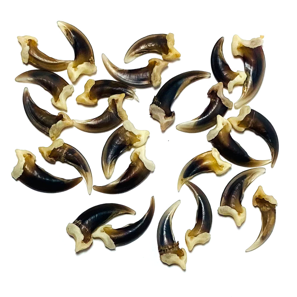 Claws, Jaws, and Such