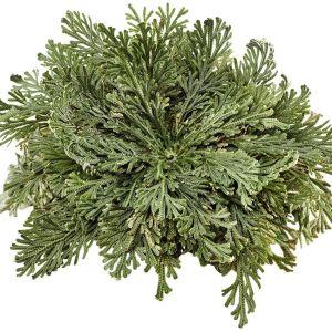 The Rose of Jericho Flower