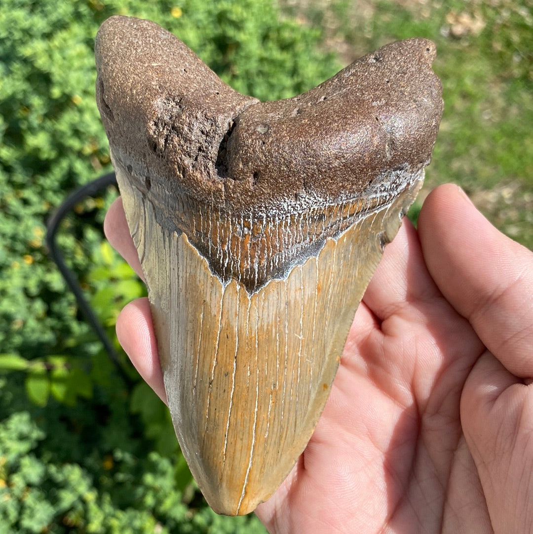 Megalodon Tooth Natural Fossil