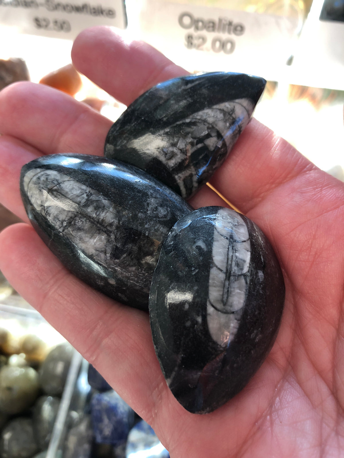 Orthoceras Fossil Single Tumbled Gemstone