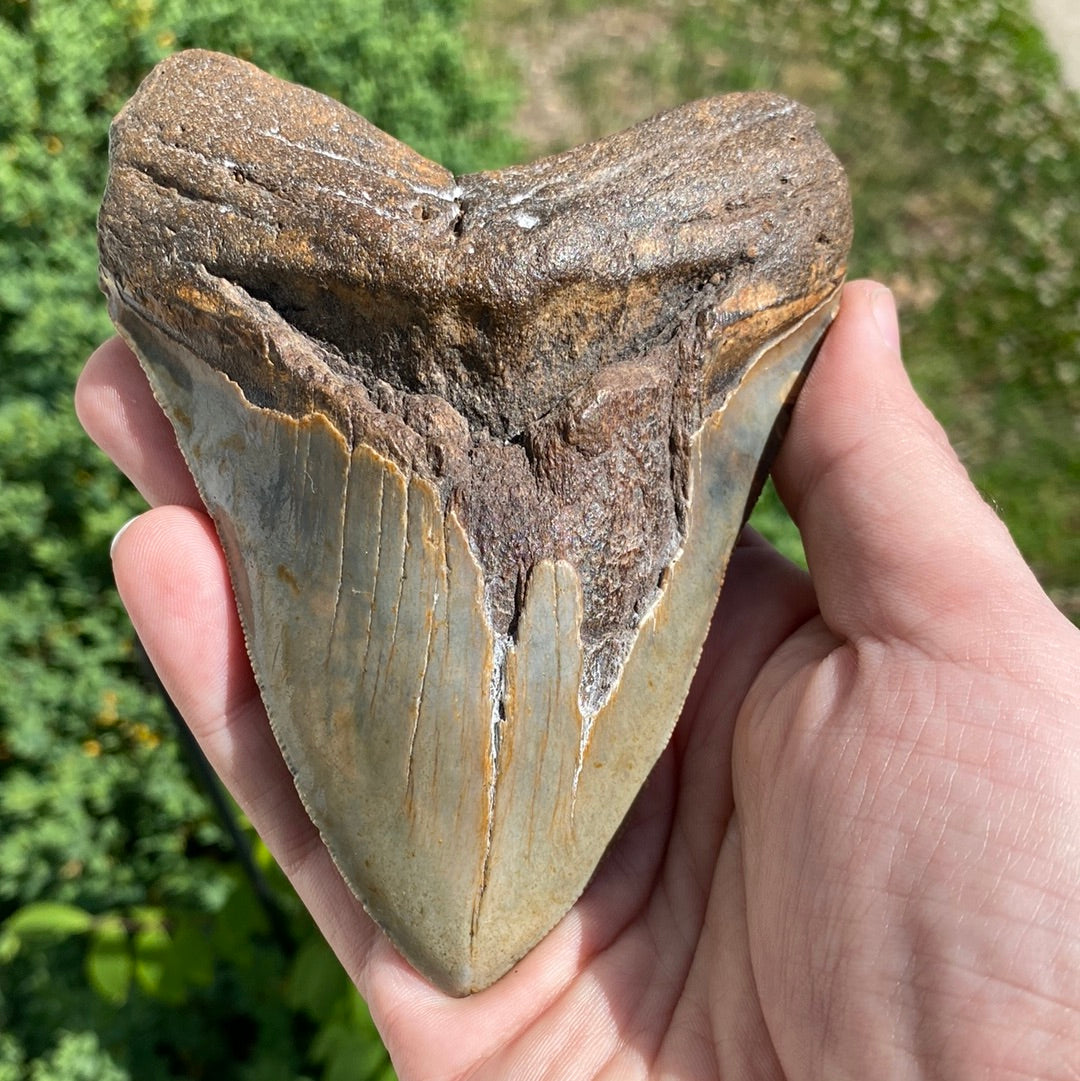 Megalodon Tooth Natural Fossil