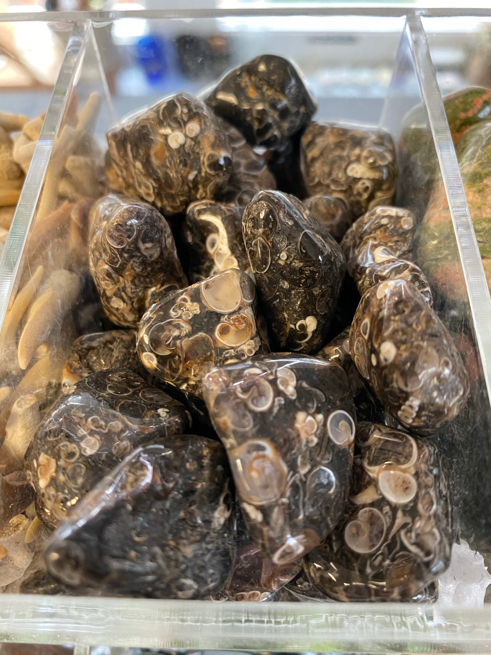 Turritella Agate Tumbled Gemstone