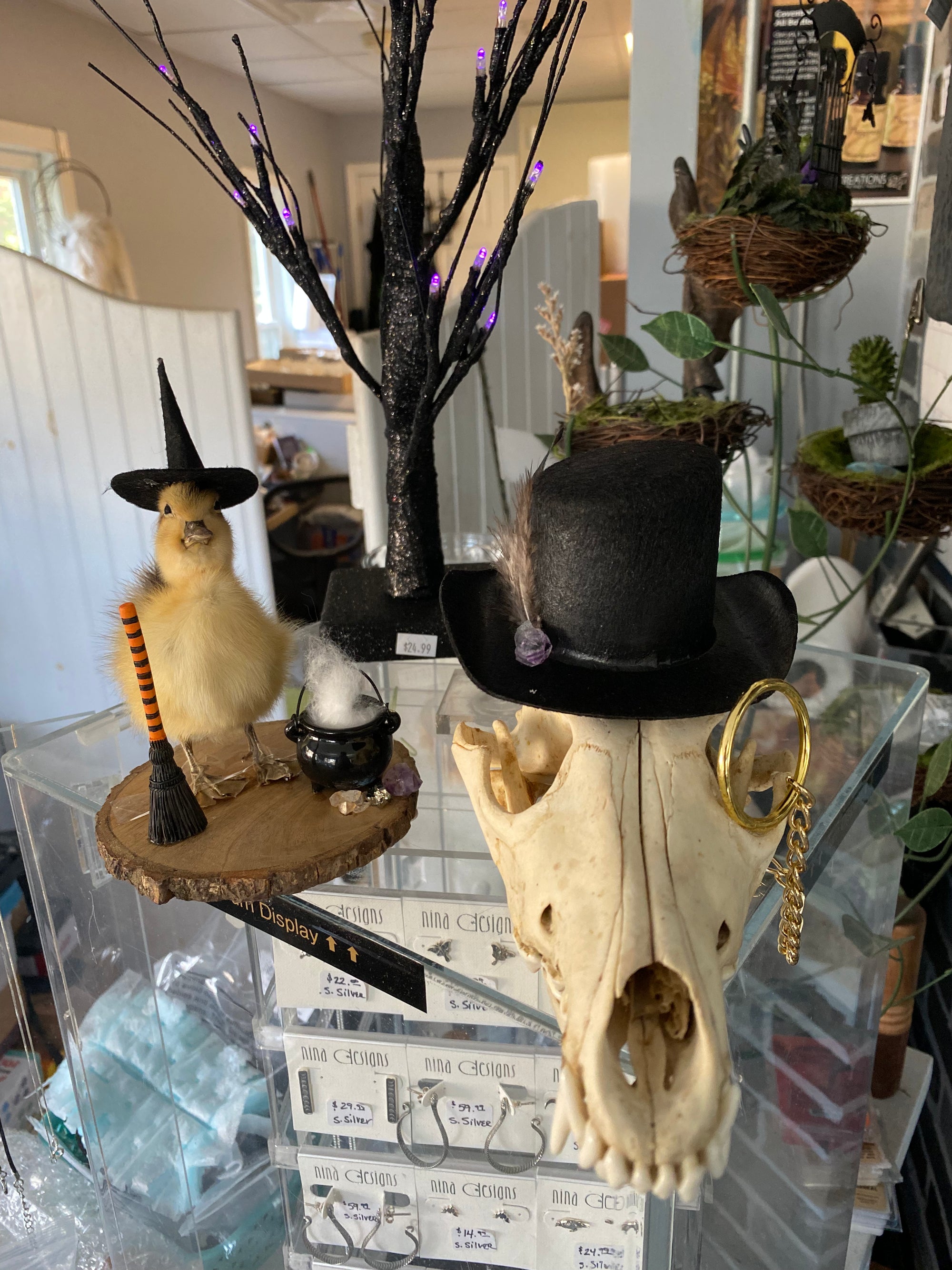 Taxidermy and Curiosities