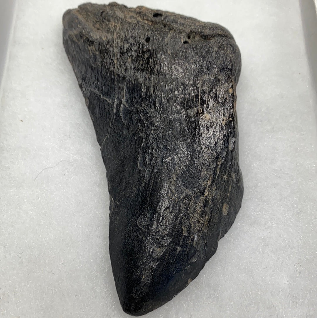 Megalodon Tooth Natural Fossil