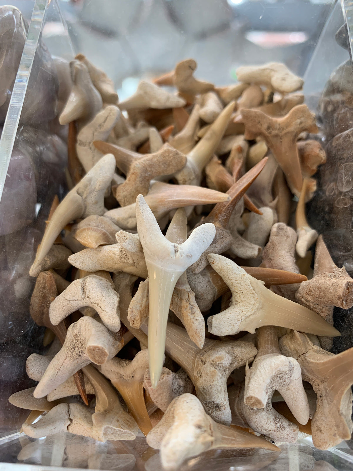 Shark Tooth Natural Gemstone