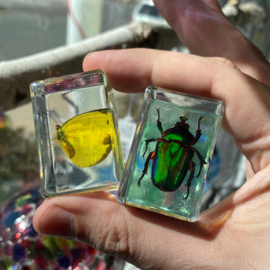 Resin Bug Real Preserved Specimen