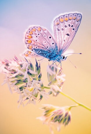 The Flower of Life: Wisdom of Astar by Denise Jarvie - Cast a Stone