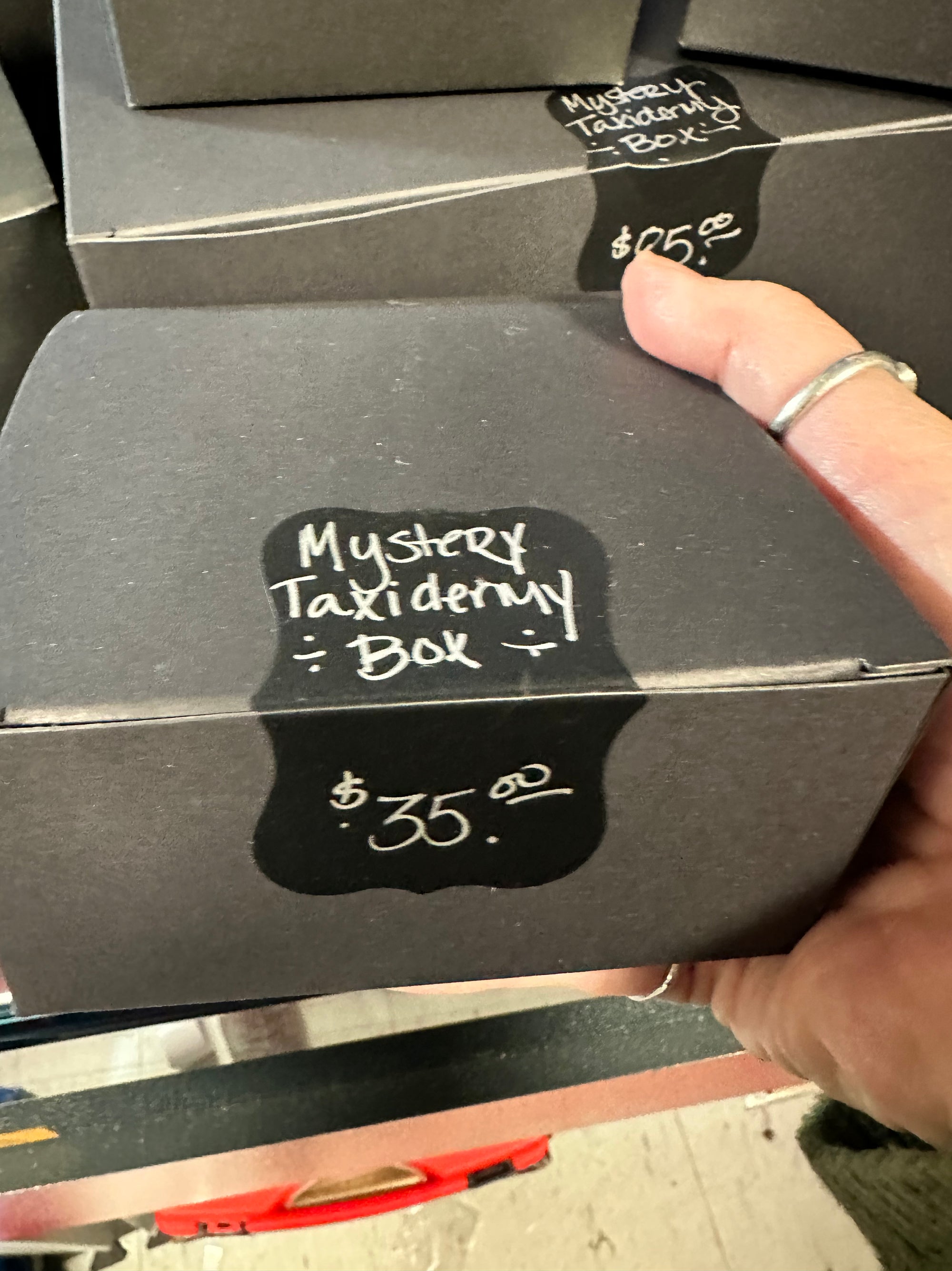 Mystery Taxidermy Boxes! No one knows...
