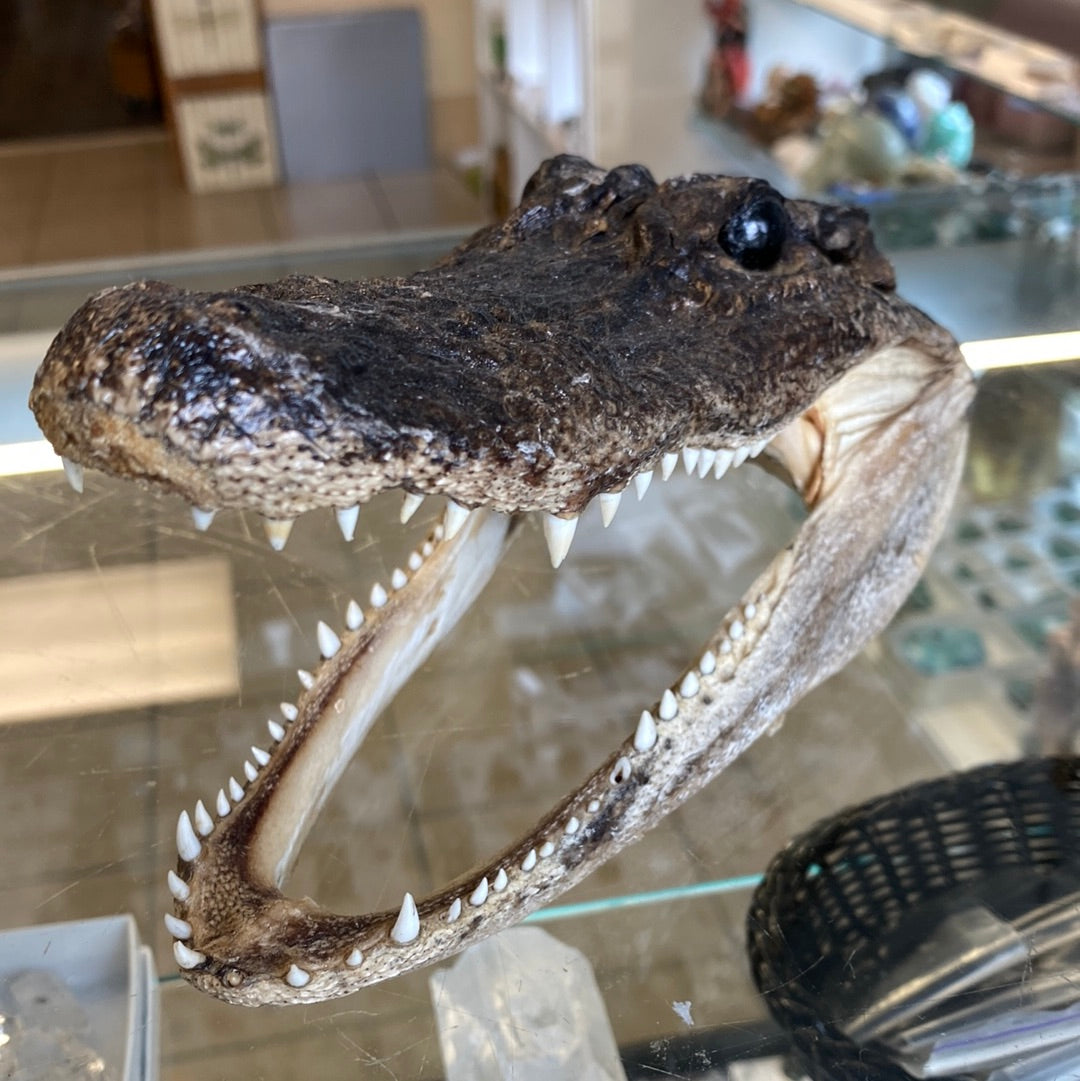 Taxidermy and Curiosities