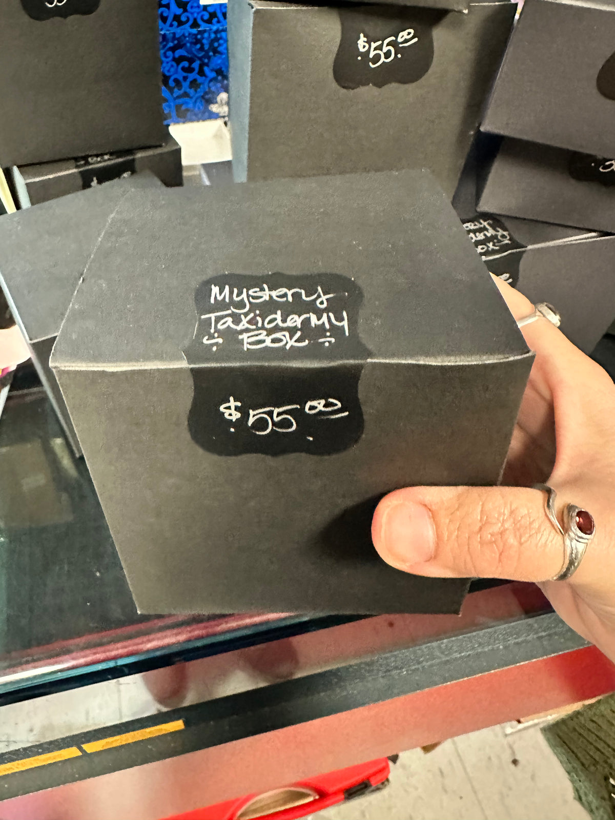 Mystery Taxidermy Boxes! No one knows...