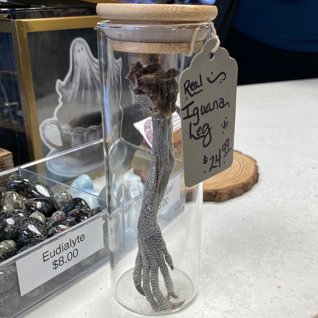 Taxidermy and Curiosities