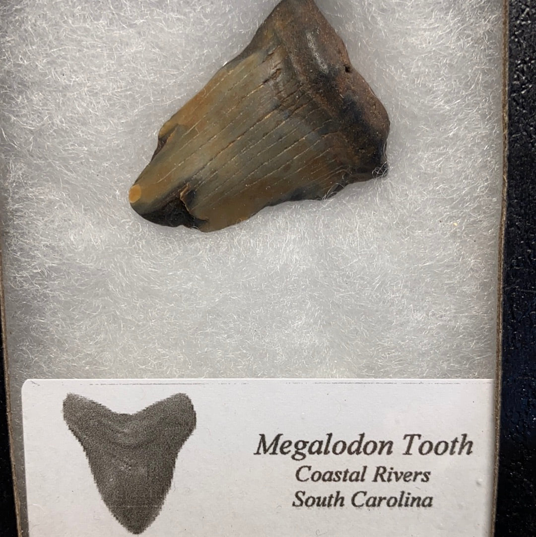 Megalodon Tooth Natural Fossil
