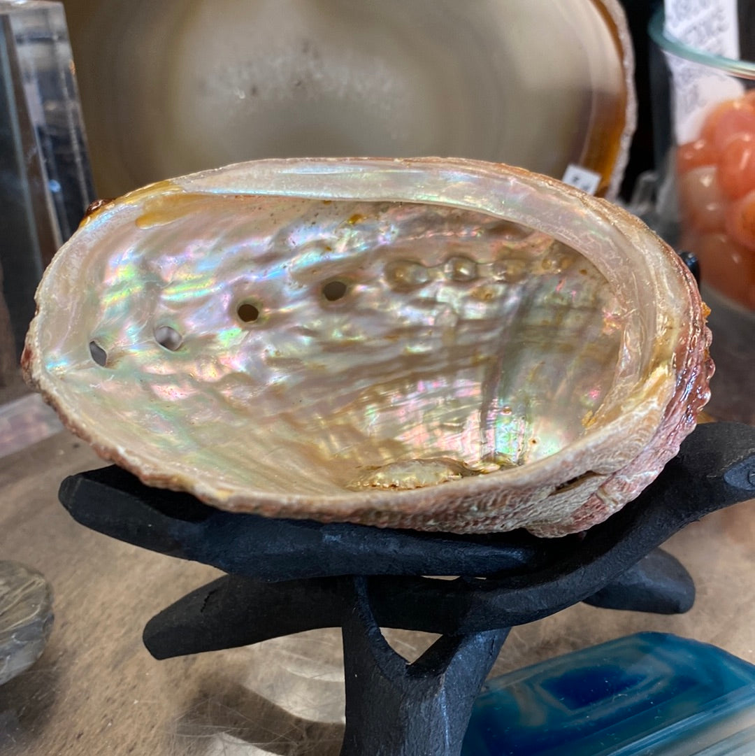 Abalone Shell for Smudging and Crystals