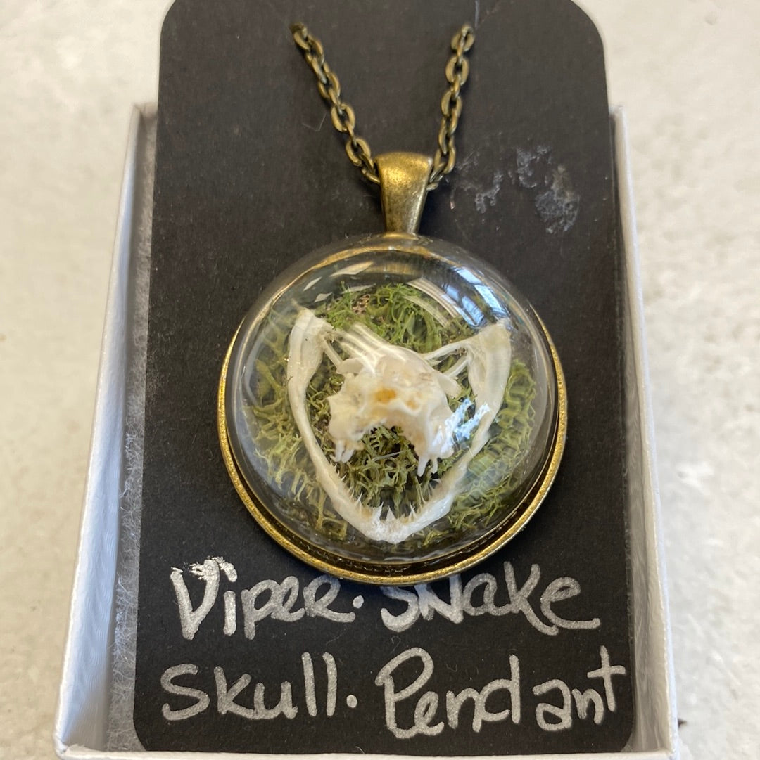 Taxidermy and Curiosities