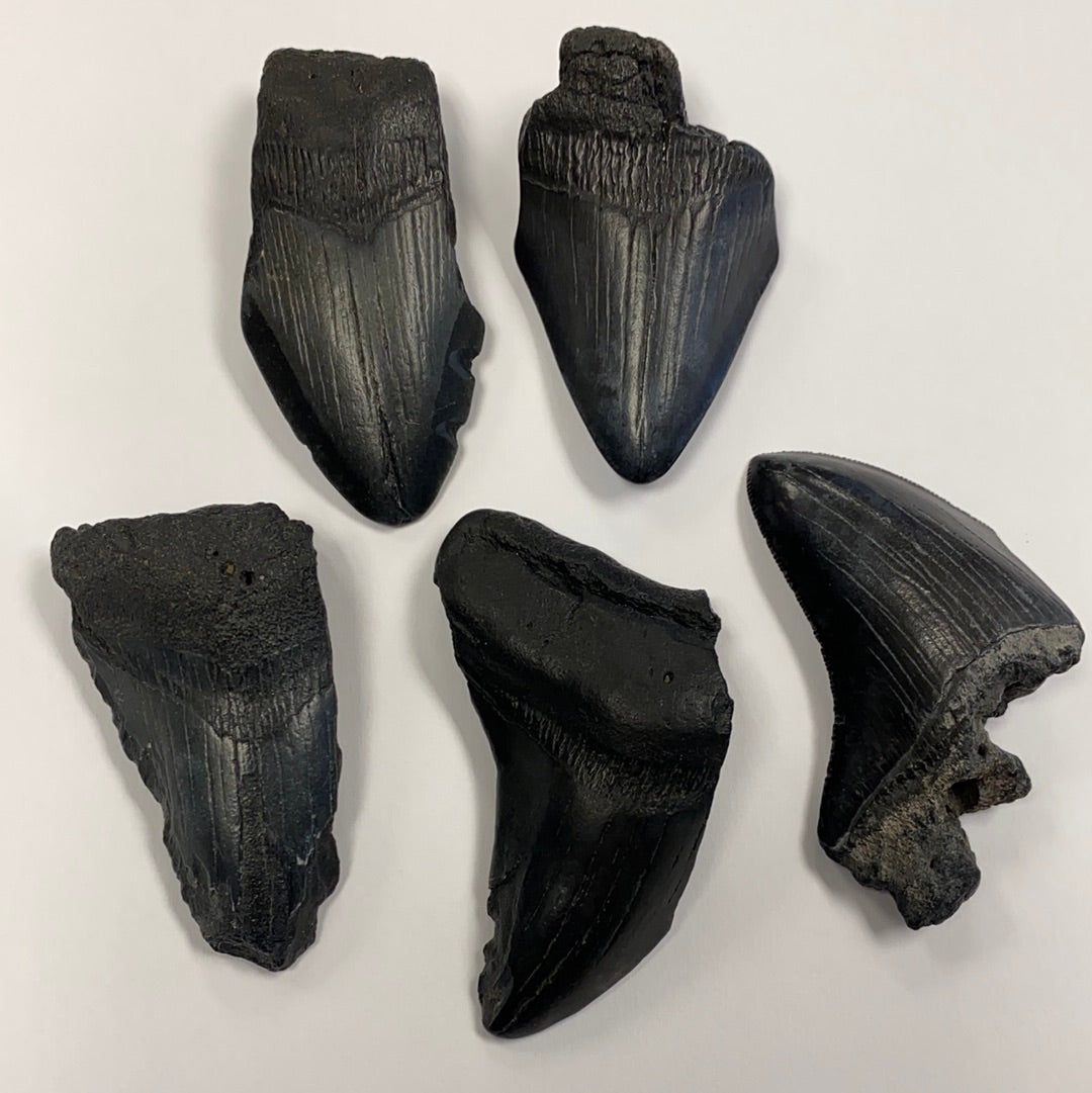 Megalodon Tooth Natural Fossil