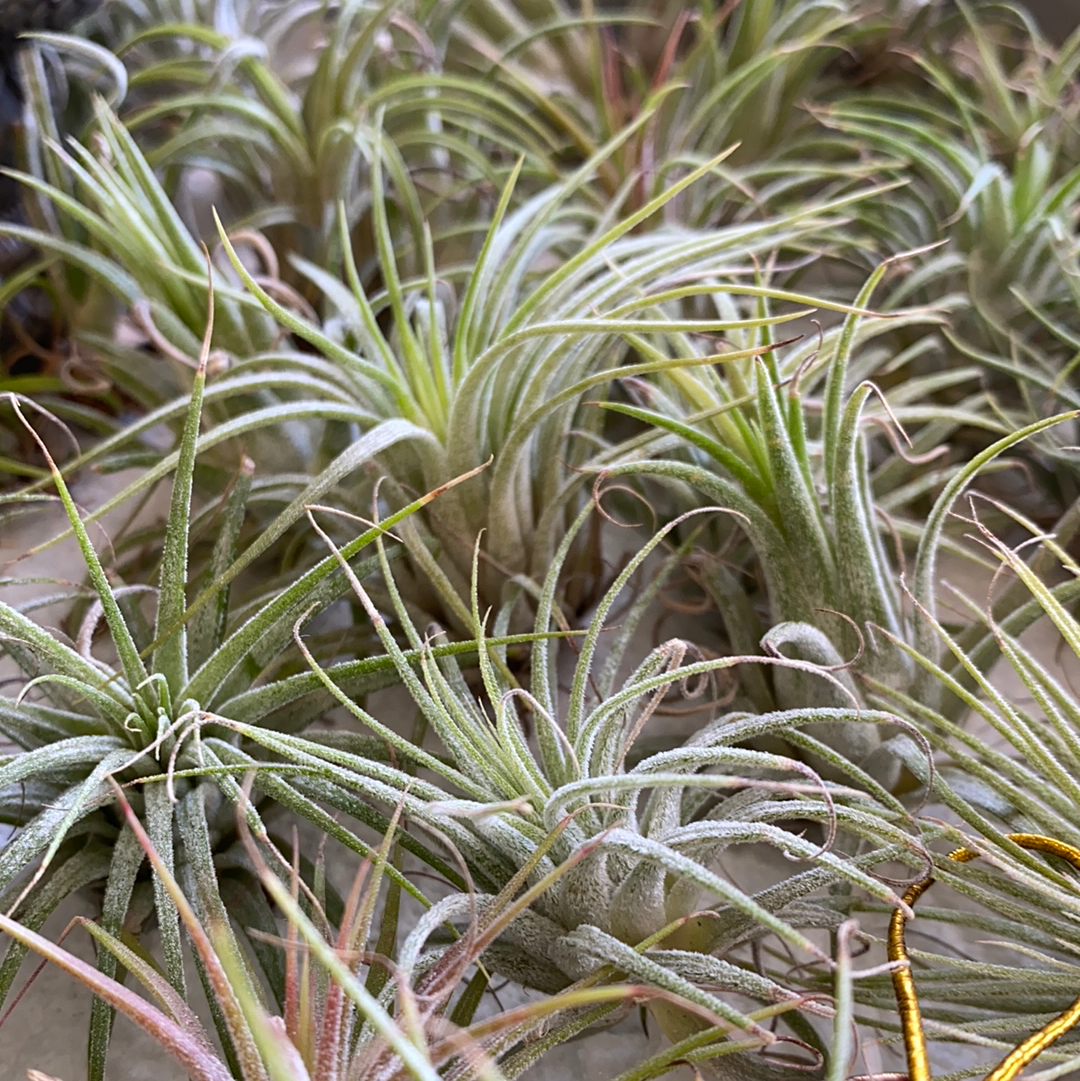 Air Plant Gift Wrapping for Tillandsia – Air Plant City