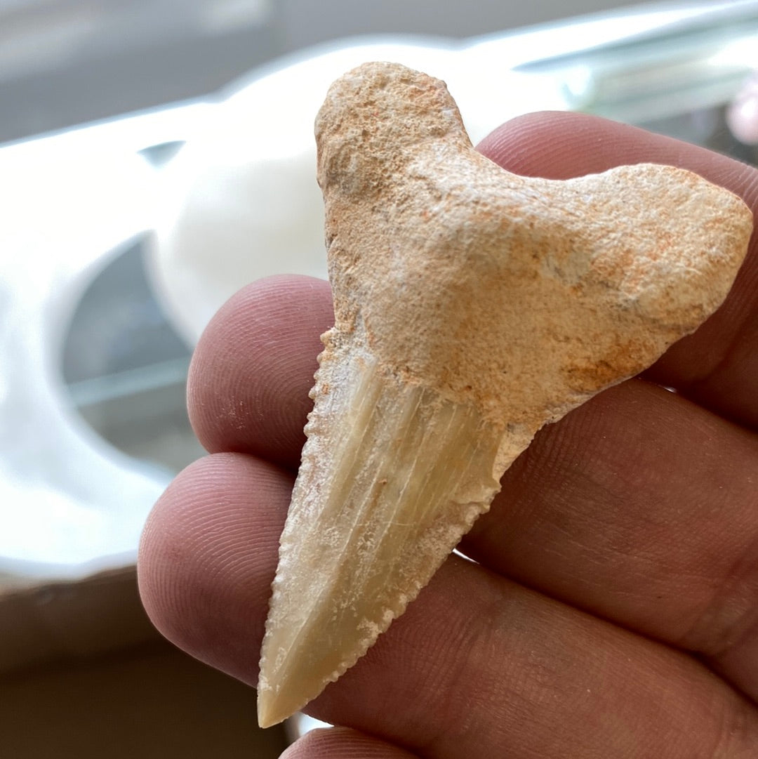 Shark Tooth Natural Gemstone