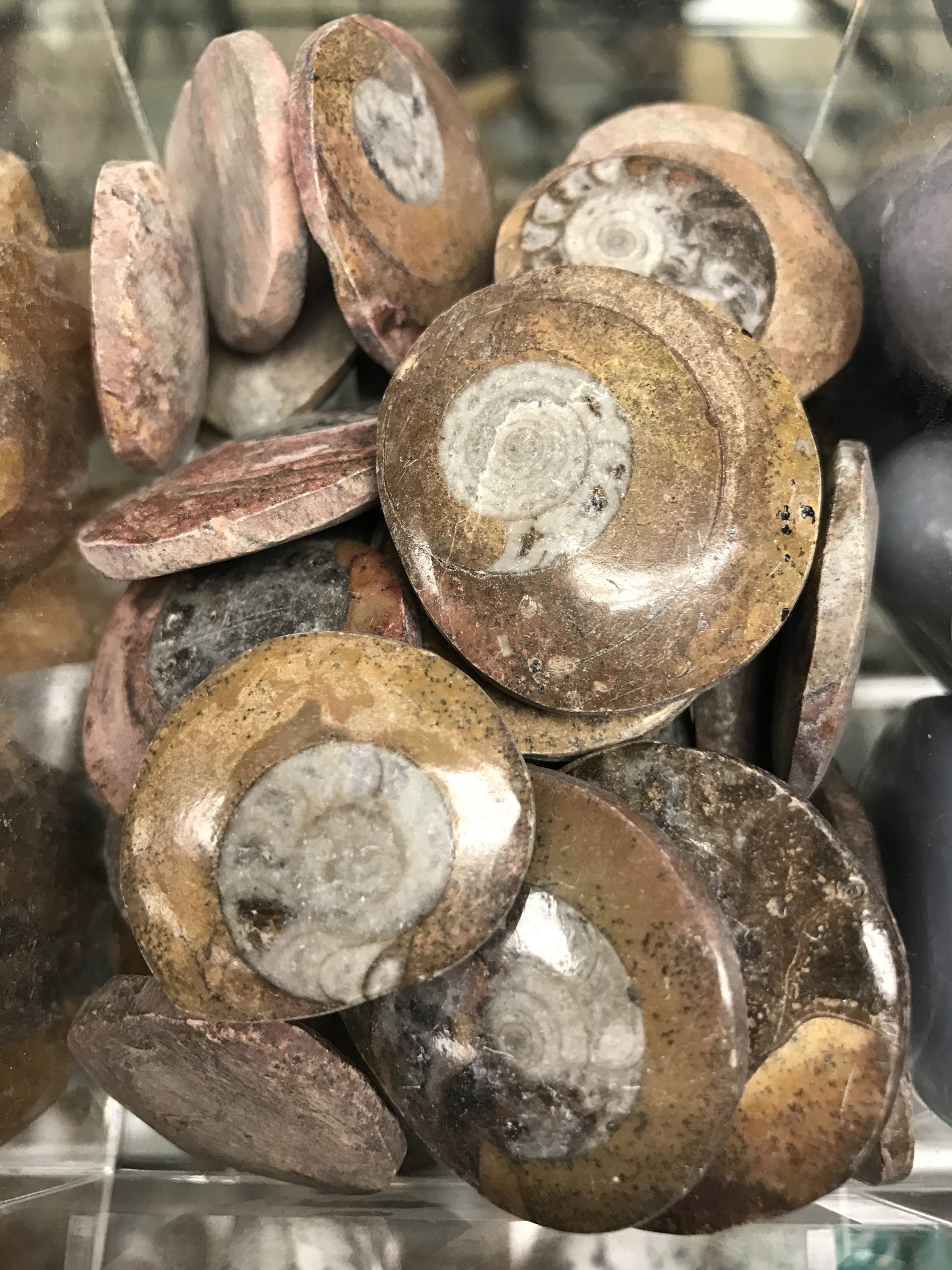 Ammonite tumbled single gemstone - Cast a Stone