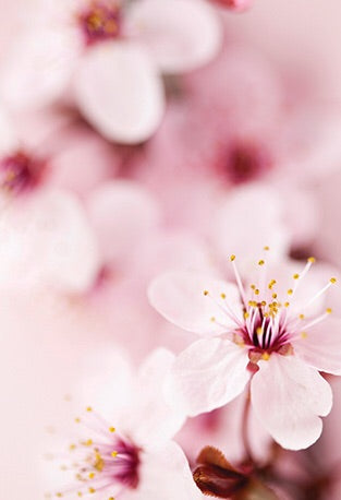 The Flower of Life: Wisdom of Astar by Denise Jarvie - Cast a Stone